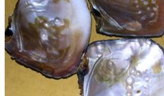 河蚌的做法与清洗视频,河蚌清洗与处理技巧全解析